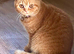 British Shorthair Kittens