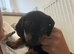 Female Miniature Dachshund Pup