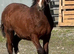 Stunning Section C Colt Foal