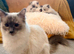 Ragdoll male kitten