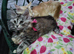 Maine Coon kittens CF81
