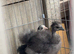 NAKED NECK SILKIES – SHOW GIRLS