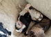 Chorkie puppies