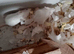 Baby mice