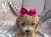 Beautiful maltipoo puppies