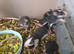 Fancy rats and dumbo rats