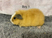 Pure breed teddy guineapig females