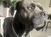 Cane corso.