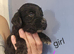 Cocker spaniel puppies for sale.