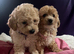 Cavachon x toy poodle puppies