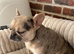 Merl French bulldog bitch
