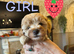 Stunning Cavapoo puppies for sale