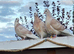 Wolverhamptom Tumbler Pigeons