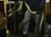 Adult Female Jungle Carpet python