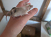 I have mice, nice colours