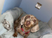 Isabella and tan miniature dachshund