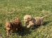 Small F1b COCKAPOO Puppies (mini cockapoo x toy poodle)