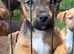 Patterdale puppies only 1left!!