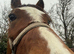 Baileys - Welsh C gelding