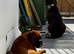 Champion breed boxer puppies