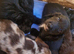 Docker puppies (x dashpund)