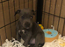 Last DNA clear staffy blue girl puppy