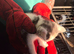 2 Kittens for sale