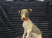 Beautiful Puppies Ready Now
