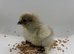 Day old silkie chicks