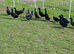 Cayuga cross duckling