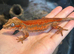 Young red stripe gargoyle gecko