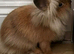 Rabbit run & Very friendly Gorgeous lionhead young rabbit