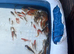 Need gone ASAP Mirror, Ghost, Common Carp for sale.