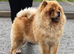 4yr old chow chow female