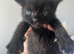 5 Gorgeous Kittens~Ready to reserve