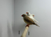 Zebra finches