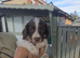 Springer spaniel pups