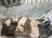 English bulldog puppies