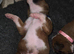 Beautiful red and white boxer puppies