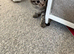 Male tabby kitten
