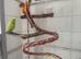 Sun Conure + 2 Budgies + 2 Large Cages – £500 – Moving Abroad