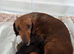 Miniature Dacshund Pups