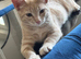 9 month old ginger tabby boy