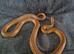 2 corn snakes