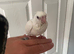 9 week old hand reared cockatiel