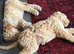 Golden Doodles , 2little girls available , all raised in a family home ! Really worth coming to see them