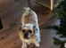 WANTED !!!!!! MALTI-PUG puppy