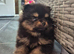 Male Kc Registered Pomeranian