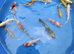 beautiful koi £5 each