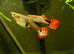 Snakeskin Guppy ( 1 male + 1 female ), Fry Snakeskin Guppy.  Pick up in Croydon. in Croydon